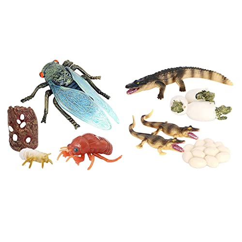 Jiklophg 1 Set Zikaden- und Krokodil Zyklus Insekten Wachstum Zyklus Modelle Simulation Kognitives Lernen Spielzeug für Kinder von Jiklophg