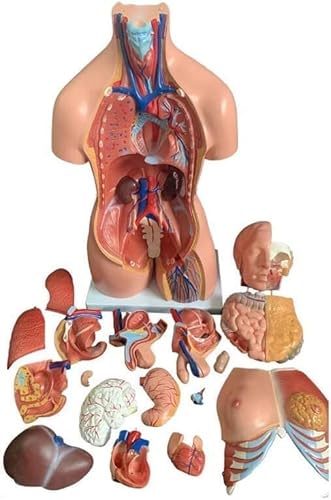 1 Deluxe-Anatomiemodell des menschlichen Körpers – 85 cm großer Torso in Lebensgröße for den Unterricht im Gesundheitswesen, for Studenten und for Lernen der Naturwissenschaften 1 Deluxe-Anatomiemodell des menschlichen Körpers – 85 cm großer Torso in Lebensgröße for den Unterricht im Gesundheitswesen, for Studenten und for Lernen der Naturwissenschaften von JingJiangBo