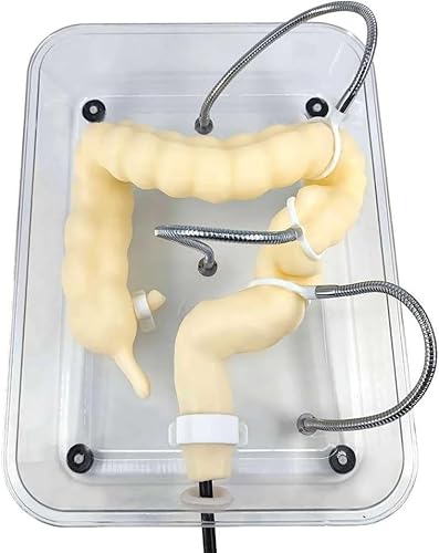 1 Stück 1:1 menschliches Dickdarmmodell for das Training von Gesundheitsanwendungen – Weiches virtuelles Koloskopie-Untersuchungsmodell for die Krankenpflegeausbildung 1 Stück 1:1 menschliches Dickdarmmodell for das Training von Gesundheitsanwendungen – Weiches virtuelles Koloskopie-Untersuchungsmodell for die Krankenpflegeausbildung von JingJiangBo