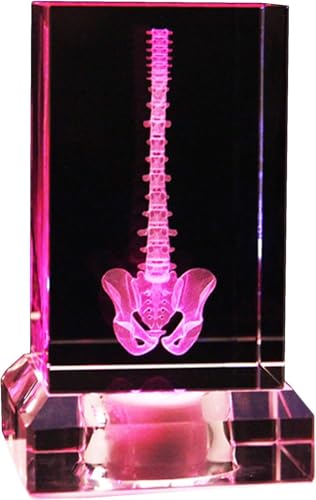 1 Stück 3D-Kristall-Anatomiemodell der menschlichen Wirbelsäule – maschinell geätzte Glasskulptur for Studenten im Gesundheitswesen (6 x 6 x 9 cm) von JingJiangBo