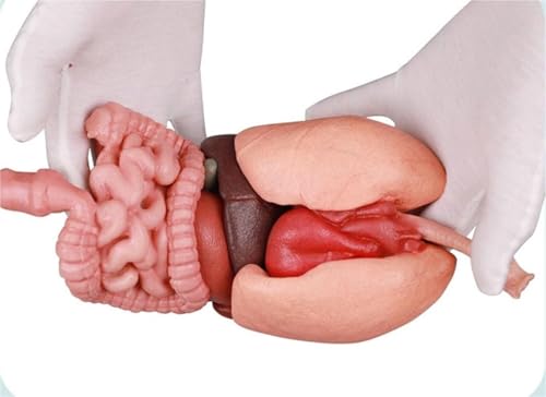 1 Stück 3D-Silikon-Anatomiemodellbausatz for den menschlichen Magen – realistisches Lehrmodell for Anwendungen im Gesundheitswesen, for Studenten und den Einsatz im Klassenzimmer 1 Stück 3D-Silikon-Anatomiemodellbausatz for den menschlichen Magen – realistisches Lehrmodell for Anwendungen im Gesundheitswesen, for Studenten und den Einsatz im Klassenzimmer von JingJiangBo