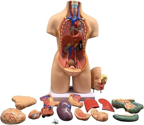 1 Stück 55 cm großes Anatomiemodell des menschlichen Torsos – Deluxe-Muskelmodell mit 23 abnehmbaren Teilen for den pädagogischen Gebrauch 1 Stück 55 cm großes Anatomiemodell des menschlichen Torsos – Deluxe-Muskelmodell mit 23 abnehmbaren Teilen for den pädagogischen Gebrauch von JingJiangBo