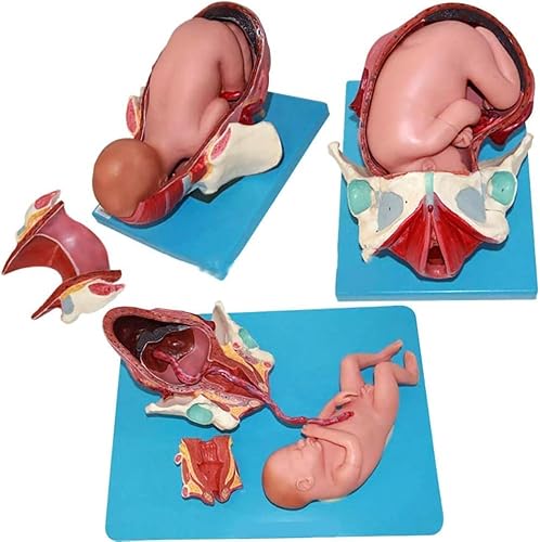 1 Stück Beckenmodell zur Demonstration einer Geburt – anatomisch genauer Simulator des Beckens einer schwangeren Frau for Bildungszwecke 1 Stück Beckenmodell zur Demonstration einer Geburt – anatomisch genauer Simulator des Beckens einer schwangeren Frau for Bildungszwecke von JingJiangBo