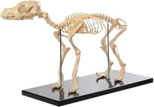 1 Stück Hundeskelettmodell in Lebensgröße – Anatomisches Hundeknochenmodell for den Veterinärunterricht und die Biologiedemonstration – Fortschrittliches PVC 1 Stück Hundeskelettmodell in Lebensgröße – Anatomisches Hundeknochenmodell for den Veterinärunterricht und die Biologiedemonstration – Fortschrittliches PVC von JingJiangBo