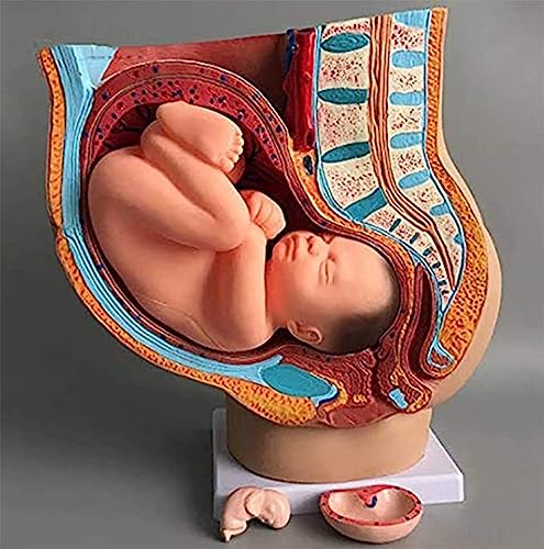 1 Stück Lebensgroßes Anatomiemodell des weiblichen Beckens mit abnehmbarem Fötus – 9 Monate Schwangerschaft, Lehrmittel for Studien zu Anwendungen im Gesundheitswesen 1 Stück Lebensgroßes Anatomiemodell des weiblichen Beckens mit abnehmbarem Fötus – 9 Monate Schwangerschaft, Lehrmittel for Studien zu Anwendungen im Gesundheitswesen von JingJiangBo