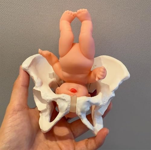 1 Stück Mini-Geburtsmodell des weiblichen Beckens mit – anatomisches Lehrmittel for die Hebammenausbildung und die postpartale Erholung 1 Stück Mini-Geburtsmodell des weiblichen Beckens mit – anatomisches Lehrmittel for die Hebammenausbildung und die postpartale Erholung von JingJiangBo
