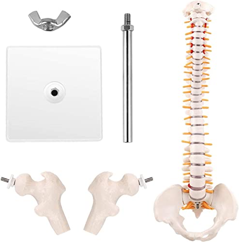 1 Stück Mini-Modell der menschlichen Wirbelsäule – 45 cm abnehmbare Wirbelsäule mit Ständer for Anatomie und Gesundheitsanwendungen 1 Stück Mini-Modell der menschlichen Wirbelsäule – 45 cm abnehmbare Wirbelsäule mit Ständer for Anatomie und Gesundheitsanwendungen von JingJiangBo
