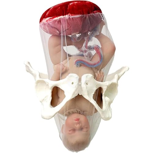 1 Stück Simulator for weibliche Geburtsmodelle – anatomisches Trainingsmodell in Lebensgröße for Anwendungen im Gesundheitswesen 1 Stück Simulator for weibliche Geburtsmodelle – anatomisches Trainingsmodell in Lebensgröße for Anwendungen im Gesundheitswesen von JingJiangBo