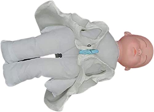 1 Stück weibliches Beckenmodell for die Geburtsvorbereitung – anatomisches Lehrmittel mit Beckenmodell 1 Stück weibliches Beckenmodell for die Geburtsvorbereitung – anatomisches Lehrmittel mit Beckenmodell von JingJiangBo