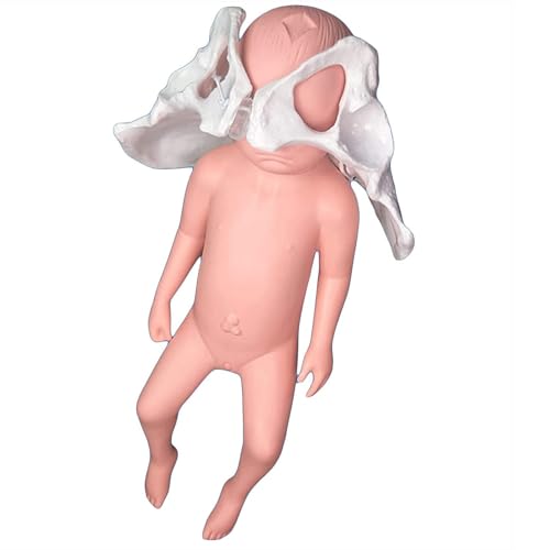 1 Stück weibliches Beckenmodell in Lebensgröße for das Geburtstraining – anatomisches Lehrmittel mit beweglichem Iliosakralgelenk und Neugeborenenpuppe 1 Stück weibliches Beckenmodell in Lebensgröße for das Geburtstraining – anatomisches Lehrmittel mit beweglichem Iliosakralgelenk und Neugeborenenpuppe von JingJiangBo