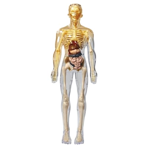 Menschliches Körpermodell für Kinder, realistisches menschliches Anatomiemodell, Skelettmodelle Set DIY Abnehmbarer Körper, Bildungsanatomie Display -Kit für Kindergeschenke, Style11 von Jorzer