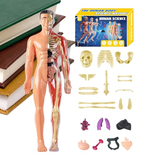 Menschliches Körpermodell 3D - Menschliches Skelettmodell Spielzeug | Anatomie STEM Assembly Toy Für Wissenschaftspädagogen Kinder Schüler Lernende Mädchen Lehrer Klassenzimmer Schulhomeschooling Home Menschliches Körpermodell 3D - Menschliches Skelettmodell Spielzeug | Anatomie STEM Assembly Toy Für Wissenschaftspädagogen Kinder Schüler Lernende Mädchen Lehrer Klassenzimmer Schulhomeschooling Home von Jubilofex