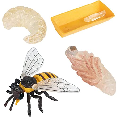 Jufjsfy Packung mit 4 Insekten Figuren Lebens Zyklus Honigbiene Realistische Insekten Figuren Spielzeug PäDagogisches Modell Spielzeug von Jufjsfy