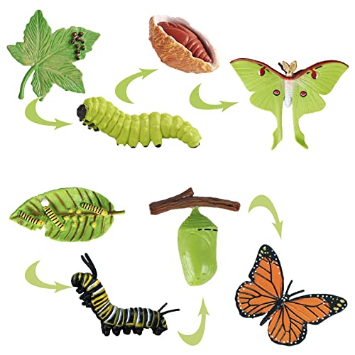 KATELUO 8 Stück Lebenszyklus Spielzeugfiguren von Schmetterling und Motte, Realistische Insekt Spielzeug Figuren, Lernspielzeug für Kinder 3-8 Jahre alt von KATELUO