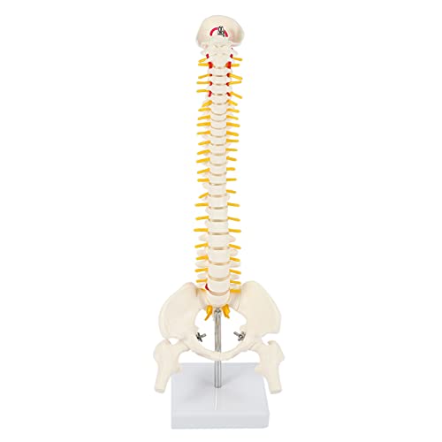 KELING 45Cm Flexibles 1: 1 Lenden WirbelsäUlen Modell für Erwachsene Modell Des Menschlichen Skeletts mit Band Scheiben Modell für Massagen, Yoga KELING 45Cm Flexibles 1: 1 Lenden WirbelsäUlen Modell für Erwachsene Modell Des Menschlichen Skeletts mit Band Scheiben Modell für Massagen, Yoga von KELING