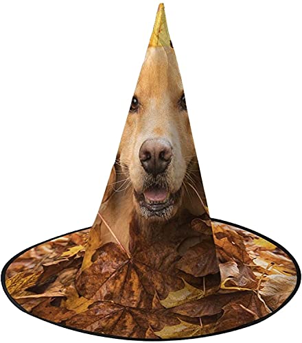 KEROTA Golden Retriever Hund Halloween Verzieren Magischer Hut Hexenhut für Party Maskerade Cosplay Kostüm Zubehör KEROTA Golden Retriever Hund Halloween Verzieren Magischer Hut Hexenhut für Party Maskerade Cosplay Kostüm Zubehör von KEROTA