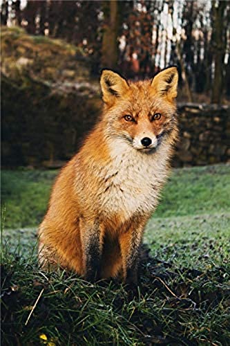 KESIMO Puzzles Für Erwachsene 1000 Teile, Fuchs Im Wald, Puzzles 38 * 26cm von KESIMO