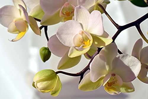 Orchideen-Puzzle 1000 Teile Natürliches Puzzle mit hochwertiger Puzzle-Aufbewahrung: Karton und wiederverschließbarer Beutel Puzzle-Abmessungen 70 * 50 cm von KESIMO