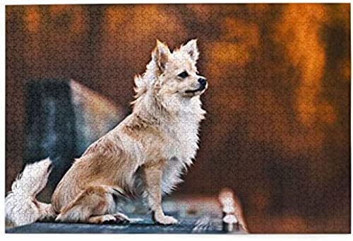 KESIMO Puzzles 1000 Teile Chihuahua Herbst Hunde Flauschige Chihuahua Bokeh Papierpuzzle Spielzeug Familienspiel Wanddekoration Für Erwachsene Teenager 38 * 26 cm von KESIMO