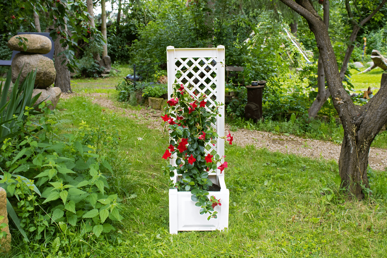 Pflanzkasten klein, mit Spalier, 43 cm, weiß Pflanzkasten klein, mit Spalier, 43 cm, weiß von KHW