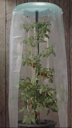 Tomatenhut 2er Set Anzuchthilfe für Tomaten- und Paprikapflanzen von KHW