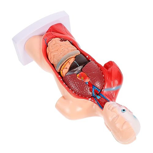 KICHOUSE 1 Satz Anatomisches Modell Für Ausbildungsmodell Der Medizinischen Fakultät Abbildung Der Inneren Organe Modell Der Anatomie Menschlicher Organe Menschliches Seziermodell Pvc von KICHOUSE