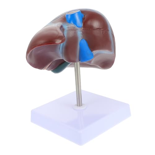 KICHOUSE 1 Stück Anatomisches Modell der Leber Anatomiemodell Modell der menschlichen Leber Lebermodell Leber Lehrmodell Schulanzeige menschliche Leber PVC von KICHOUSE
