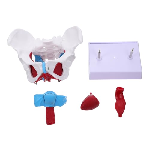 KICHOUSE 1 Stück Beckenmodell -Training Beckenbodenmodell Geburtsmodell weibliches Modell Lehre Hüfte für Hilfsmittel zur Geburtserziehung Anatomisches Modell des Beckens PVC von KICHOUSE