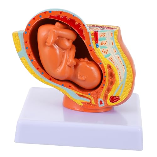 KICHOUSE 1 Stück Embryomodell Weibliches Uterus-embryo-modell Hilfsmittel Zur Geburtserziehung Lehre Organe Gebärmutter- Vollzeit-fötus-modell Simulation Vollzeit-uterus-fötus-modell Pvc von KICHOUSE