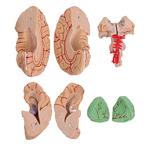 KICHOUSE 1 Stück Gehirnmodell für anatomisch menschliche Anatomie Wissenschaftsmodell Mann-Gehirn-Modell PVC Rosa von KICHOUSE