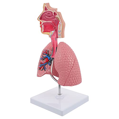 KICHOUSE 1 Stück Modell Des Atmungssystems Menschliches Respiratorisches Lungenmodell Nützliches Atmungssystemmodell Lungenmodell Für Den Unterricht Atemlungenmodell Anzeigen Atemweg Pvc von KICHOUSE