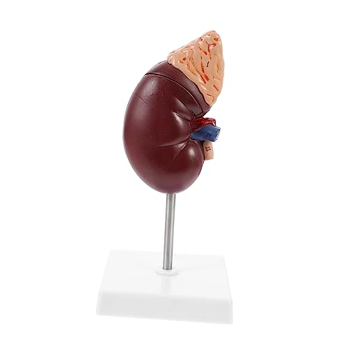 KICHOUSE 1 Stück Nebennieren-Modell Nierenmodell Modell der Niere menschliche Anatomie Bildungsmodell Biologie Demonstrationsmodell Biologieunterricht Nierendissektionsstütze Plastik von KICHOUSE