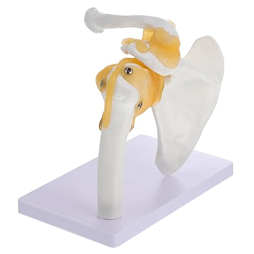 KICHOUSE 1 Stück Schultermodell Skelett menschlich gemeinsames Modell anatomisch Anatomiemodell Knochenmodell Schultergelenkmodell PVC von KICHOUSE