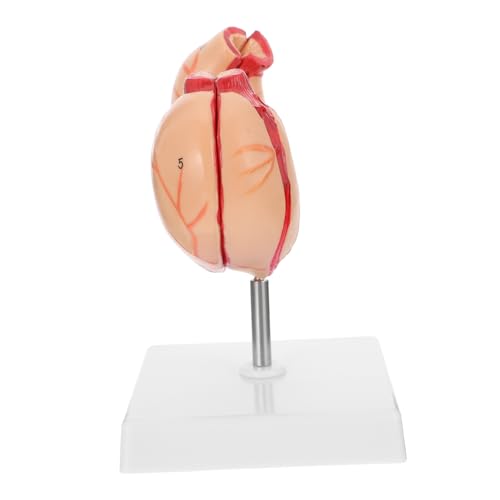 KICHOUSE 1 Stück biologisches anatomisches Modell des Magens Magenmodell Magen Lehrmodell realistisch Anatomisches Modell des Schulmagens Organ medizinisches anatomisches Modell Lehrmittel von KICHOUSE