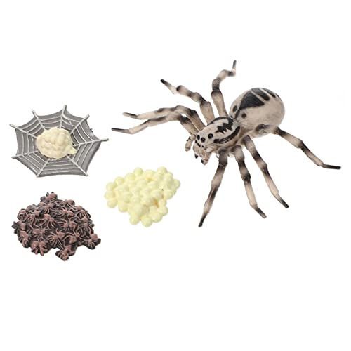 KICHOUSE 1Satz Simulation Wachstumszyklus Modell Tarantula Lebenszyklus Figur Lehrreich für Kindergarten und für Fotografische Requisiten KICHOUSE 1Satz Simulation Wachstumszyklus Modell Tarantula Lebenszyklus Figur Lehrreich für Kindergarten und für Fotografische Requisiten von KICHOUSE