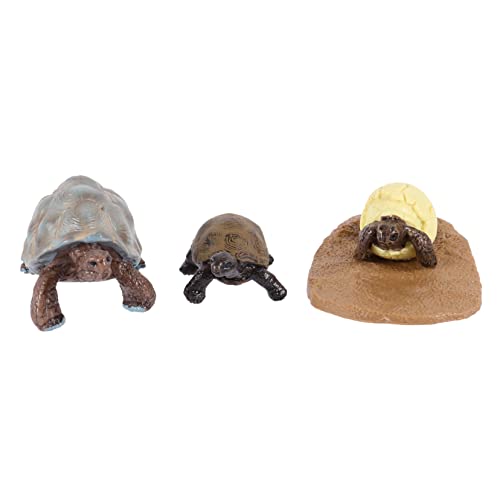 KICHOUSE 1Satz Teiliges Simulationsmodell des Schildkrötenwachstumszyklus Lernspielzeug Für Kognitiven Fähigkeiten Und des Naturverständnisses von KICHOUSE