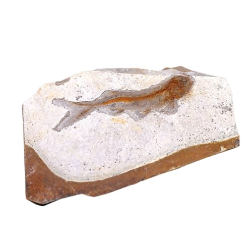 KICHOUSE 1Stück Fossiliertes Fisch Exemplar Paläontologische Dekoration für Unterricht als für Fossiliensammlung Ausstellung KICHOUSE 1Stück Fossiliertes Fisch Exemplar Paläontologische Dekoration für Unterricht als für Fossiliensammlung Ausstellung von KICHOUSE