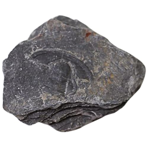 KICHOUSE 1Stück Trilobiten Modell Dekoration für Bildungszwecke Perfektes Kinderspielzeug Wissenschaftliches Ornament für Paläontologie Enthusiasten von KICHOUSE