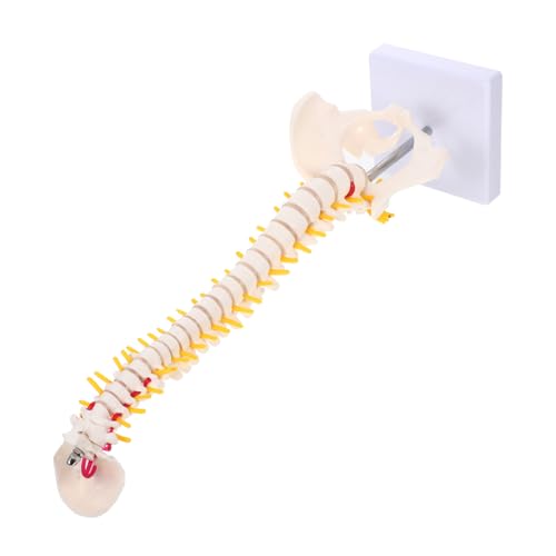 KICHOUSE 1Stück Wirbelsäulenmodell aus Anatomisches Übungsmodell für Medizinische Bildungszwecke Langlebig Waschbar mit Elegantem Studenten Ärzte von KICHOUSE