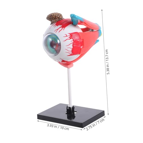 KICHOUSE Anatomisches Augenmodell Lernspielzeug aus Kindersicherem Material Pädagogisches Organmodell zur Visualsystem Erklärung Fördert Eltern Junge Mädchen Interaktion und KICHOUSE Anatomisches Augenmodell Lernspielzeug aus Kindersicherem Material Pädagogisches Organmodell zur Visualsystem Erklärung Fördert Eltern Junge Mädchen Interaktion und von KICHOUSE