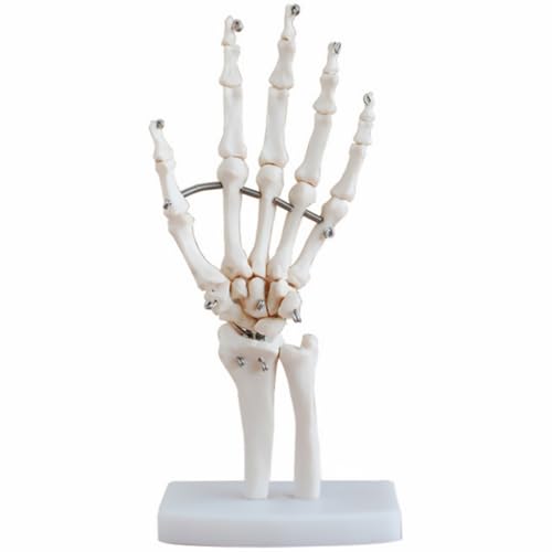 KICHOUSE Ausbildungsmodell Für Arztpraxen Knochen Gemeinsam Handgelenk-simulationsmodell Organ Anatomisches Modell Des Handskeletts Anatomiemodell Der Hand Klein Üben Menschlich Pvc Weiß von KICHOUSE