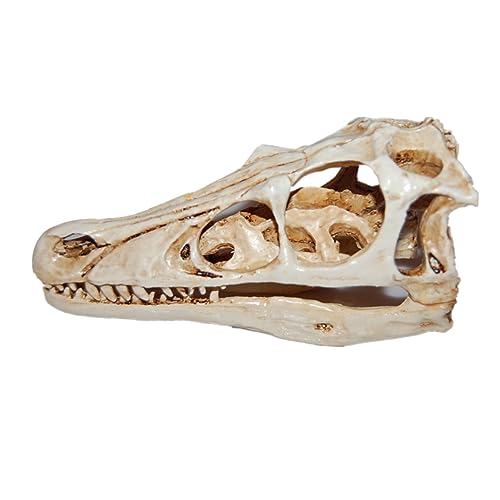 KICHOUSE Dinosaurier Schädel Modell aus Resin Lebensechter Dinosaurier Schädel für Unterricht und Dekoration für Sammler Halloween Deko Realistische Nachbildung für Natürliche Umgebung KICHOUSE Dinosaurier Schädel Modell aus Resin Lebensechter Dinosaurier Schädel für Unterricht und Dekoration für Sammler Halloween Deko Realistische Nachbildung für Natürliche Umgebung von KICHOUSE