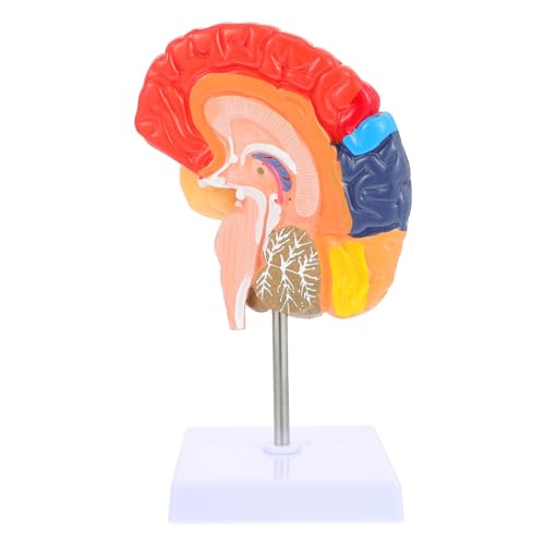 KICHOUSE Gehirnlehrmodell schul sachen schulzubehör brain model schulzeug halbes Gehirnmodell Anatomiemodell des menschlichen Gehirns Gehirnmodell lehren Gehirnmodell für den Unterricht PVC KICHOUSE Gehirnlehrmodell schul sachen schulzubehör brain model schulzeug halbes Gehirnmodell Anatomiemodell des menschlichen Gehirns Gehirnmodell lehren Gehirnmodell für den Unterricht PVC von KICHOUSE