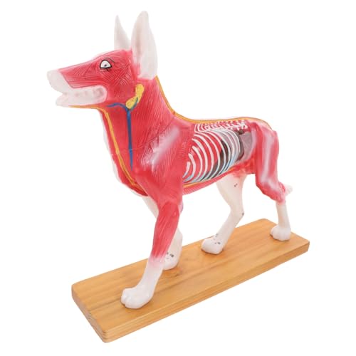 KICHOUSE Hund Akupunktur Modell Anatomisches Lernmodell für Tiermedizin für Medizinische und Veterinärausbildung zur Lokalisierung von Akupunkturpunkten und Anatomischen Strukturen von KICHOUSE