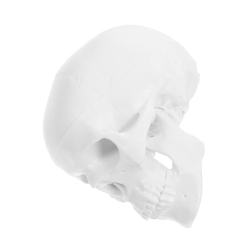 KICHOUSE Mini Menschliches Schädelmodell Abnehmbar Präzise für Lehrzwecke Kunstvolle Dekoration Halloween Realistische Darstellung aus Langlebigem KICHOUSE Mini Menschliches Schädelmodell Abnehmbar Präzise für Lehrzwecke Kunstvolle Dekoration Halloween Realistische Darstellung aus Langlebigem von KICHOUSE