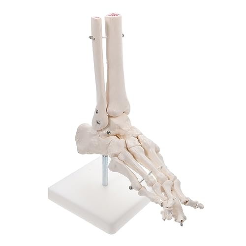 KICHOUSE Modell Des Fußgelenks Knochen Anatomisch Menschlich Skelette Sprunggelenkmodell Aus Kunststoff Fußgelenkmodell Sprunggelenk Modell Pvc Weiß von KICHOUSE