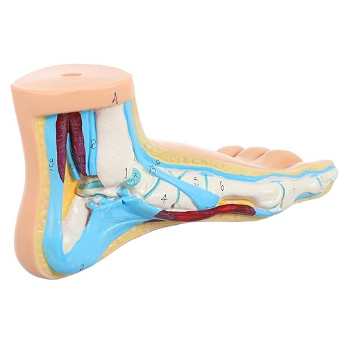KICHOUSE Modell Des Fußgelenks Normales Fußmodell Des Krankenhauses Modell Der Fußanatomie Lehre Anatomie Fußmodell Simulationsfußmodell Kleines Fußmodell Anatomisch Vinyl KICHOUSE Modell Des Fußgelenks Normales Fußmodell Des Krankenhauses Modell Der Fußanatomie Lehre Anatomie Fußmodell Simulationsfußmodell Kleines Fußmodell Anatomisch Vinyl von KICHOUSE