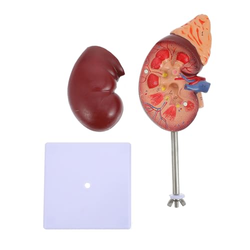 KICHOUSE Nierenmodell Anatomiemodell Biologie Demonstrationsmodell Schulmodell Nieren-Unterrichtsmodell Nieren-Didaktikmodell menschliche Nierenstütze Zubehör für den Biologieunterricht PVC von KICHOUSE