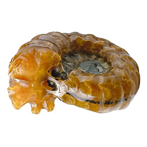 KICHOUSE Schneckenfossil für den einzug bürodeko geldgeschenke weihnachten geburtstagsmitgebsl Conch geformt dekorativer Stein zarter Stein Muschelkristallstein Muschelschmuck KICHOUSE Schneckenfossil für den einzug bürodeko geldgeschenke weihnachten geburtstagsmitgebsl Conch geformt dekorativer Stein zarter Stein Muschelkristallstein Muschelschmuck von KICHOUSE