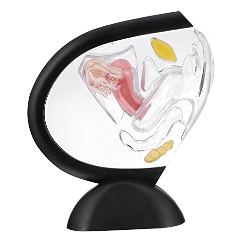 KICHOUSE Transparentes Uterus-Modell Organ menschliches Modell jr Struktur Teile Orgelmodell Anatomie modelliert den menschlichen Körper Anatomiemodell PVC von KICHOUSE